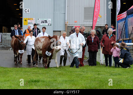 Builth Wells, Powys, Wales  Royal Welsh Spring Festival May 2016 - Opening day of the weekend Spring Festival - A young girl cries ( on right ) as Beef Shorthorn cows and calves enter the cattle show ring for judging. Stock Photo