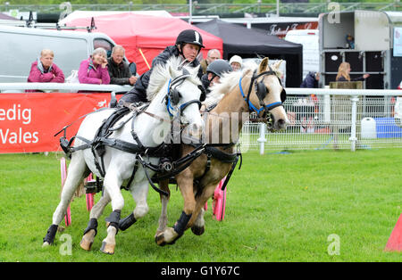 Royal Welsh Spring Festival, May 2016 - Scurry driving competition sees a team of two work with two ponies to race against the clock around a twisting course.