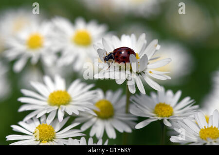 Cologne, Germany. 21st May, 2016. A ladybug seen on a daisy on a meadow in Cologne, Germany, 21 May 2016. Photo: FEDERICO GAMBARINI/dpa/Alamy Live News Stock Photo