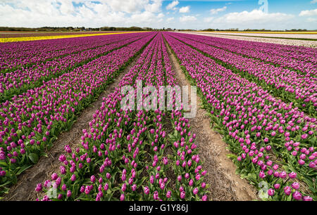 Vibrant fields of colorful tulips carpet the valleys of Holland during the annual springtime festival. Popular time for tourists to visit the area