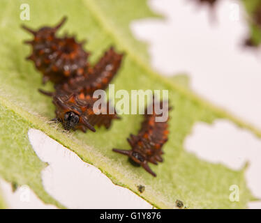 Closeup of a young Pipevine swallowtail caterpillar feeding on a Pipevine leaf Stock Photo