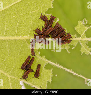 Group of young, small caterpillars of Pipevine Swallowtail butterfly feeding on a vine leaf Stock Photo