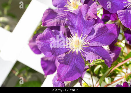 Closeup of a deep purple Clematis bloom on a white lattice board Stock Photo