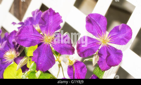 Large purple Clematis blooms growing against white lattice board in evening sun Stock Photo