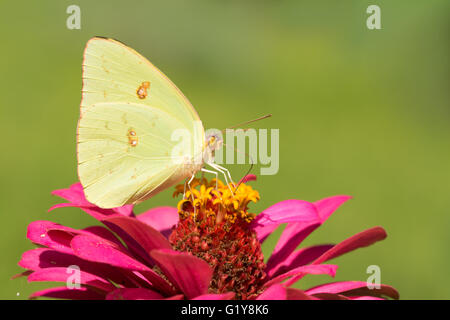 Bright yellow female Cloudless Sulphur butterfly feeding on a deep pink Zinnia with summer green background Stock Photo