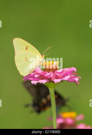 Female Cloudless Sulphur butterfly on a pink Zinnia, with another butterfly on the background Stock Photo