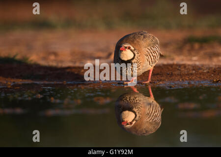 Red-legged Partridge Alectoris rufa drinking at pool in Spanish Steppes, Belchite, Aragon Spain Stock Photo