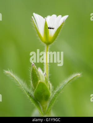 Common mouse-ear (Cerastium fontanum) with chalcid wasp. White flower in family Caryophyllaceae with tiny wasp on petal Stock Photo