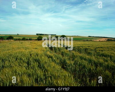 AJAXNETPHOTO. 2015. SOMME, FRANCE. - BATTLEFIELD - TOWARDS THIEPVAL AND ULSTER TOWER MEMORIALS (RIGHT) AND THE RIDGE ACROSS WHICH BRITISH TROOPS ADVANCED AGAINST THE ENEMY ON 1ST JULY 1916 ON FIRST DAY OF THE BATTLE OF THE SOMME.  PHOTO:JONATHAN EASTLAND/AJAX  REF:G152609 4974 Stock Photo