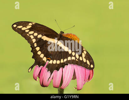 Dorsal view of a Giant Swallowtail butterfly on a Purple Coneflower, with green background Stock Photo