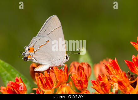 Beautiful, tiny Gray Hairstreak butterfly resting on an orange Butterflyweed Stock Photo