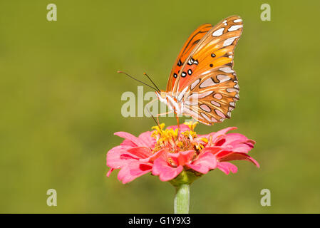 Orange, black and silver Gulf Fritillary butterfly feeding on a flower in summer garden Stock Photo