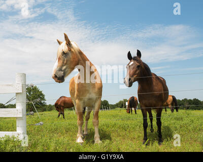 Two horses, big and small, looking over a wire fence Stock Photo