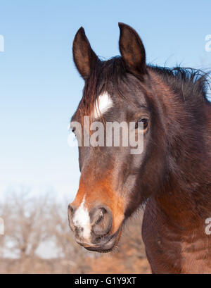Cute dark bay Arabian horse looking to the left of the viewer with a sweet expression in his eyes Stock Photo