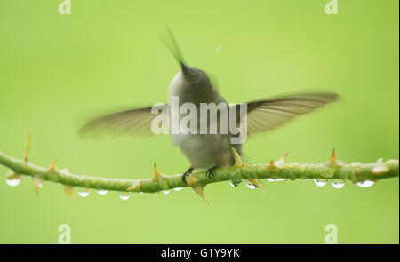 Hummingbird shaking water off after getting wet in summer rain. Stock Photo