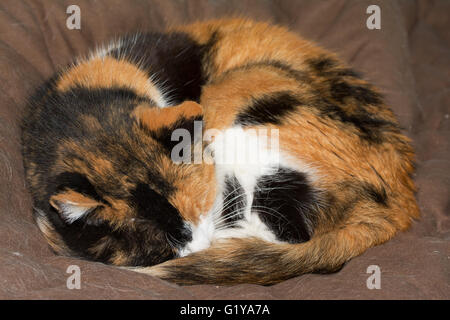 Calico cat asleep, curled up tight, on brown soft bed Stock Photo