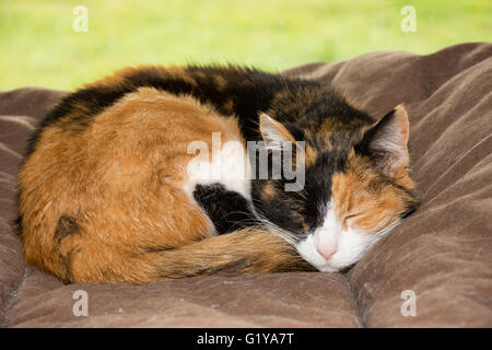 Old calico cat sleeping peacefully in a soft bed in front of a window Stock Photo