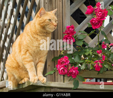 Orange tabby cat sitting on the outside of a wooden lattice railing, with roses Stock Photo