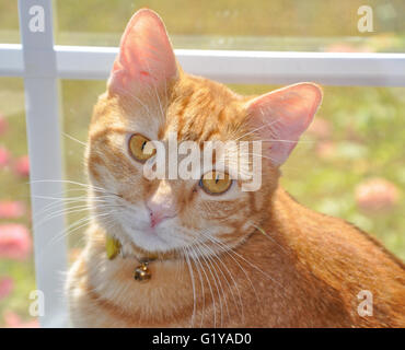 Handsome orange tabby cat with striking eyes, sitting at a sunny window, looking up to the viewer Stock Photo