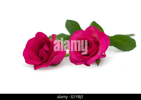 Two pink rose lying down on a white background Stock Photo - Alamy