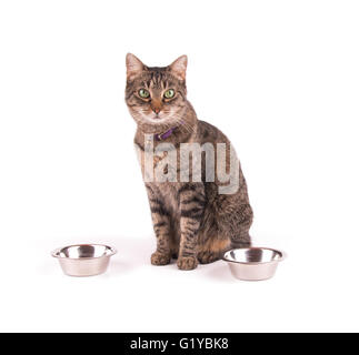 Brown tabby cat sitting next to food bowls, waiting for dinner; on white Stock Photo