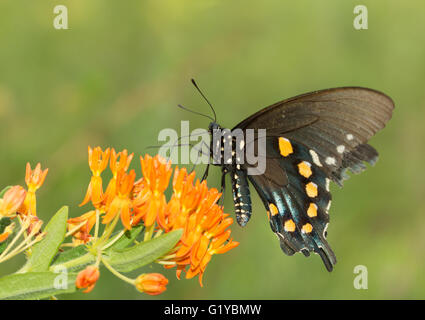 Pipevine Swallowtail butterfly feeding on Butterflyweed Stock Photo