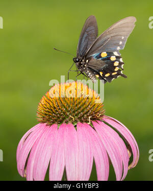 Pipevine Swallowtail butterfly feeding on Purple Coneflower Stock Photo