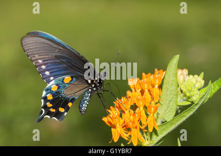 Pipevine Swallowtail butterfly on orange Butterflyweed Stock Photo