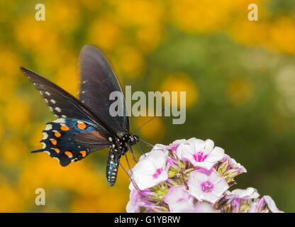 Pipevine Swallowtail butterfly feeding on light pink Phlox in summer garden, with yellow flowers on background Stock Photo