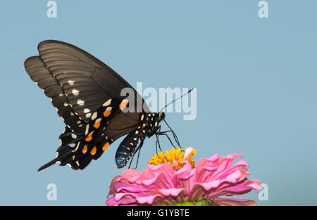 Pipevine Swallowtail butterfly feeding on a pink zinnia flower against clear blue sky Stock Photo