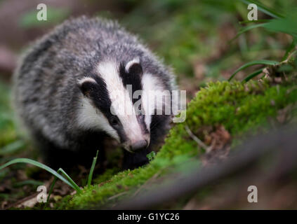 European Badger (Meles meles) cub foraging in woodland Stock Photo