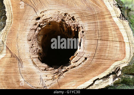 Detail of the cut tree trunk - a hole in wood Stock Photo