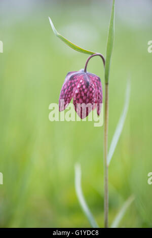 Purple checkered lily (Fritillaria meleagris), Lower Saxony, Germany Stock Photo