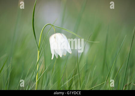 White checkered lily (Fritillaria meleagris), Lower Saxony, Germany Stock Photo