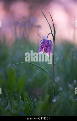 Purple checkered lily (Fritillaria meleagris), Lower Saxony, Germany Stock Photo