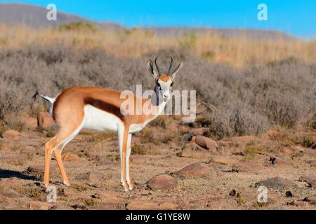 Springbok (Antidorcas marsupialis), female, on arid ground, Mountain Zebra National Park, Eastern Cape, South Africa Stock Photo