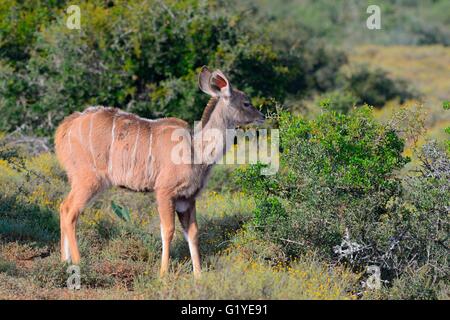 Greater kudu (Tragelaphus strepsiceros), young, standing in the meadow, Addo Elephant National Park, Eastern Cape, South Africa Stock Photo