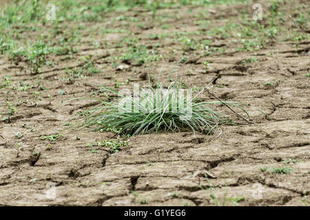Meager plant in dried-out, cracked riverbed of Mekong with cracks, Luang Prabang Province, Provinz Louangphabang, Laos Stock Photo
