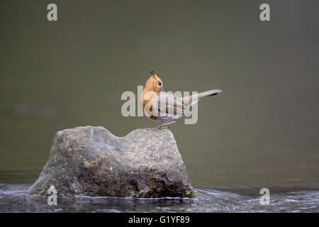 Robin, Erithacus rubecula, single bird on rock in water displaying, Warwickshire, April 2016 Stock Photo