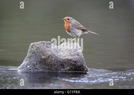 Robin, Erithacus rubecula, single bird on rock in water, Warwickshire, April 2016 Stock Photo