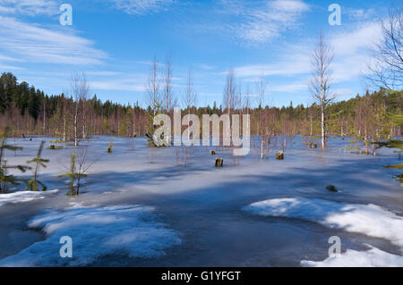 Snowy Russian landscape in the spring forest Stock Photo - Alamy