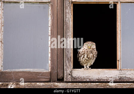 Wild adult Little Owl (Athene noctua) perched at entrance to it's nest/roost site Stock Photo