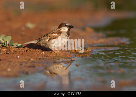 House Sparrow Passer domesticus male at drinking pool Spain Stock Photo