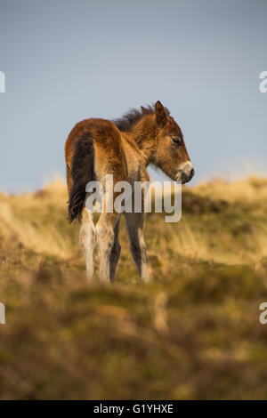 Young Exmoor pony foal Stock Photo