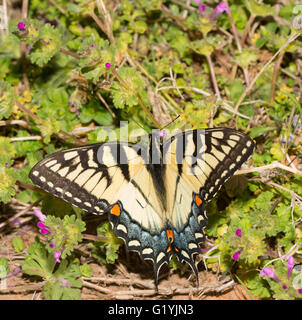 Beautiful female eastern Tiger Swallowtail butterfly feeding on tiny Henbit flowers in spring Stock Photo