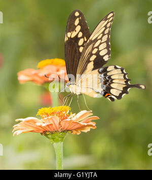 Giant Swallowtail butterfly feeding on a flower in summer garden Stock Photo