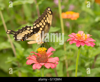 Papilio cresphontes, Giant Swallowtail butterfly, feeding on a pink Zinnia flower Stock Photo