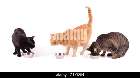 Three cats with food bowls, one eating and two looking at each other, on white Stock Photo