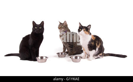 Three cats sitting next to their food bowls, looking up; on white Stock Photo