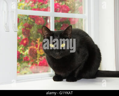 Beautiful black cat sitting in front of a window, with red roses on the background Stock Photo